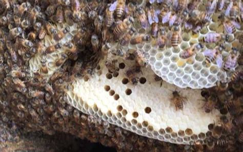 蜜蜂築巢怎麼辦 天醫 生氣